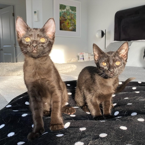 Domestic Short Hairs, Black, Female and Male, 3 months old