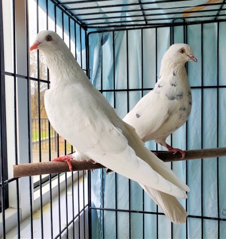 Chapman and Kernel - two domestic white & spotted pigeons