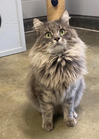 Domestic Long Hair, Grey Tabby, Neutered Male, Approx. 2 years old