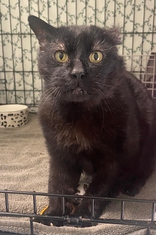 Khabib, Domestic Short Hair, Black, Neutered Male, Approx. 8 years old