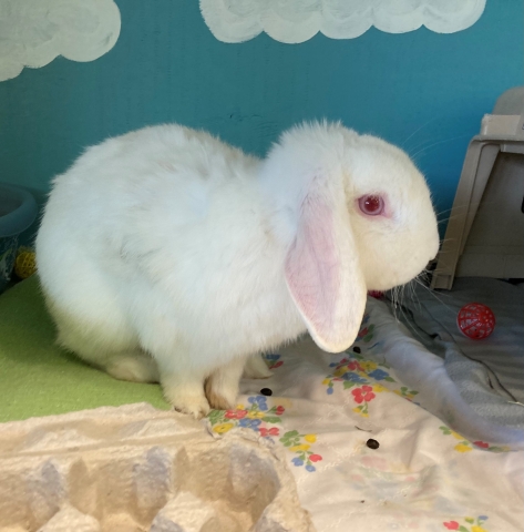 Holland Lop, White, ~ 2 years old, Neutered Male