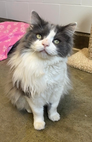 Domestic Long Hair, Grey and White, 3 years old, Neutered Male