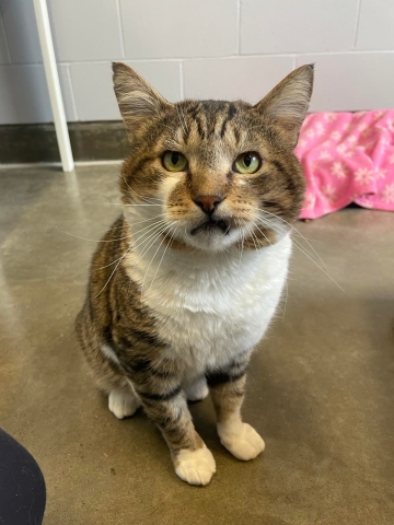 Domestic Short Hair, Brown Tabby w/ White, Senior, Neutered Male