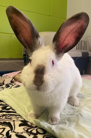 Joshua, Californian Rabbit, Chocolate Point, Adult, Neutered Male