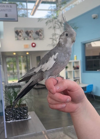 Nimbus, Cockatiel, Grey and White, Suspect Young