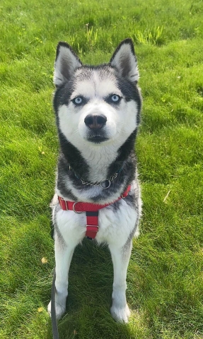 Poppy, Husky, Grey and White, Female, Approx. 4 years old