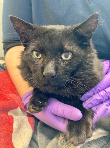 Hudson, Domestic Short Hair, Black, Neutered Male, Approx. 6-8 years old