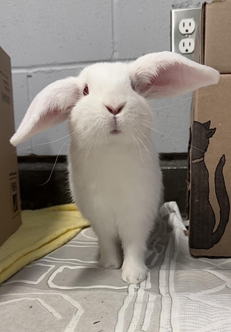 Amelia, New Zealand/ Lop Mix, White, Female, Approx 4 months old