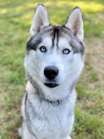 Cosmo, Siberian Husky, White/Grey, Neutered Male, Approx. 2.5 years old