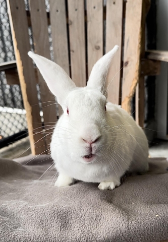 Criss Angel, New Zealand, White, Neutered Male, Adult