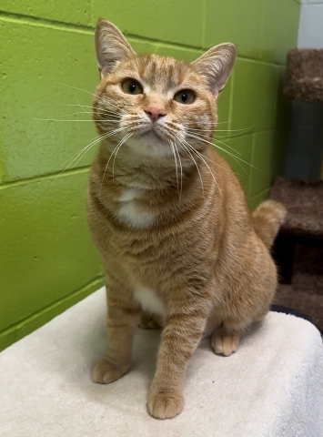 Frankie, Domestic Short Hair, Orange Tabby w/ White, Spayed Female, Approx. 2 years old