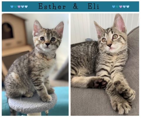 Esther and Eli, Grey Tabbies, Spayed Female and Neutered Male, 3 months old