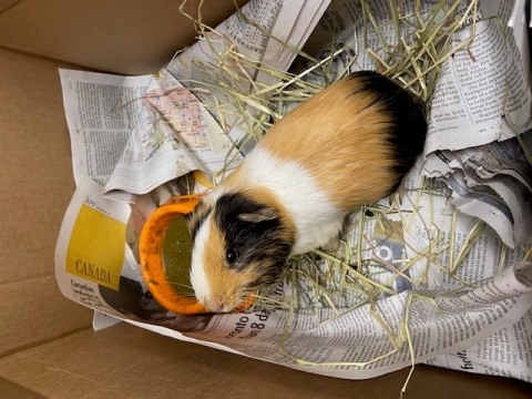 Lima Bean, American Short Coated Guinea Pig, Tri-coloured, Male, Approx. 6 months old