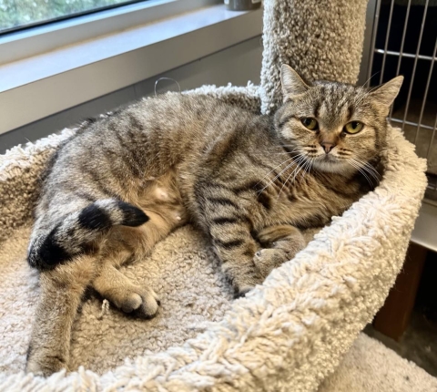 Maggie, Exotic Short Hair Mix, Brown Tabby, Spayed Female, Approx. 2 years old