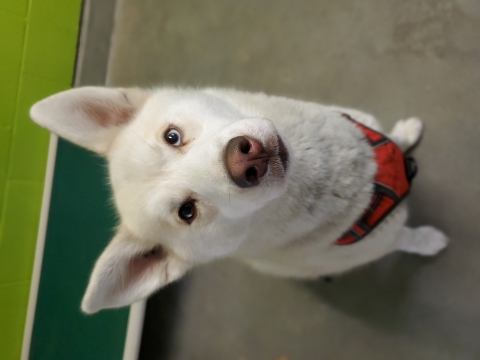 June Bug, Husky X, White/Cream, Spayed Female, Approx. 1.5 years old