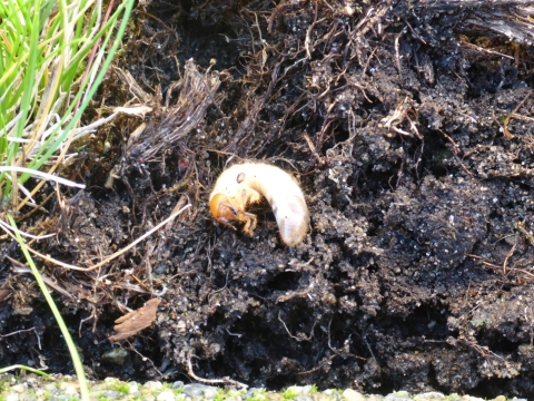 European chafer beetle larva in sod