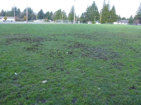 Turf damaged by crows hunting for chafer beetle larvae