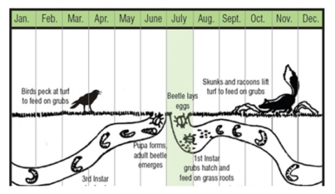 Life cycle of a chafer beetle