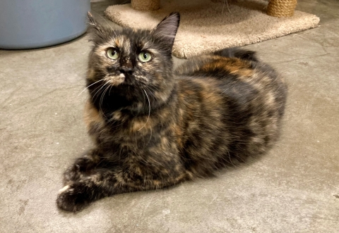 Potato, Domestic Long Hair, Tortieshell, Spayed Female, Approx. 6 years old