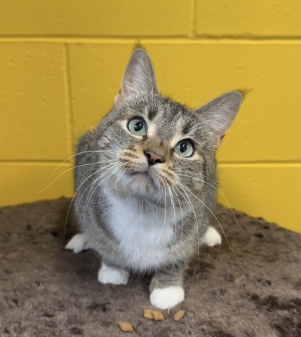 Clove, Domestic Short Hair, Brown Tabby w/ White, Spayed Female, Approx. 1 year old