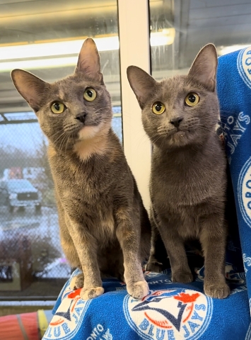 Elsa & Anna, Domestic Short Hairs, Dilute Tortie and Grey, Spayed Females, 1.5 years old