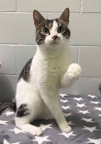 Martini, Domestic Short Hair, Brown Tabby w/ White, Spayed Female, Approx. 1.5 years old