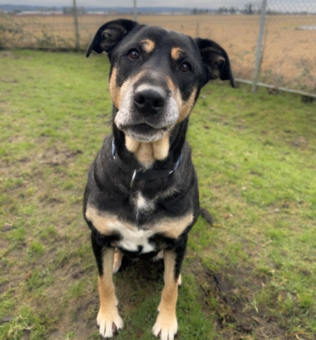 Nelly, Rottweiler/Lab X, Black and Tan, Spayed Female, Approx. 5-7 years old