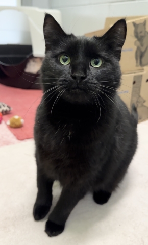 Clover, Domestic Short Hair, Black, Spayed Female, 8 years old