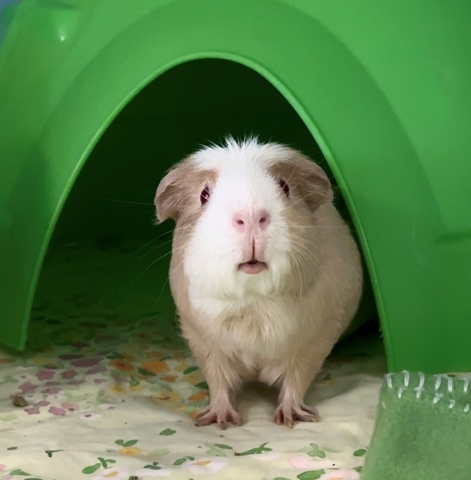 Peanut, Guinea Pig, Tan and White, Female, 2 years old