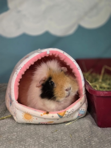 Sriracha, Guinea Pig, Tri Color, Female, 3.5 years old