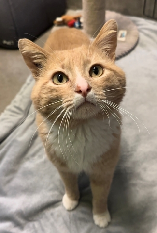 Biscotti, Domestic Short Hair, Buff w/ White, Neutered Male, Approx. 5 years old