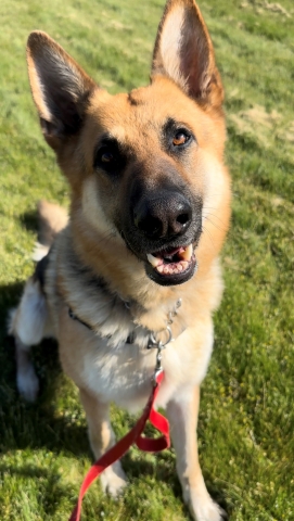 Carl, German Shepherd, Tan and Black, Neutered Male, Approx, 6 years old