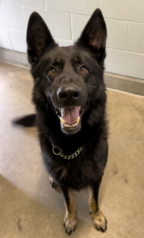 Otto, German Shepherd, Black, Neutered Male, Approx. 4 years old