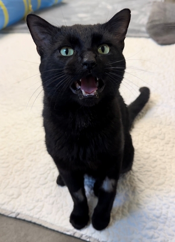 Rump Roast, Domestic Short Hair, Black, Neutered Male, Approx. 3 years old