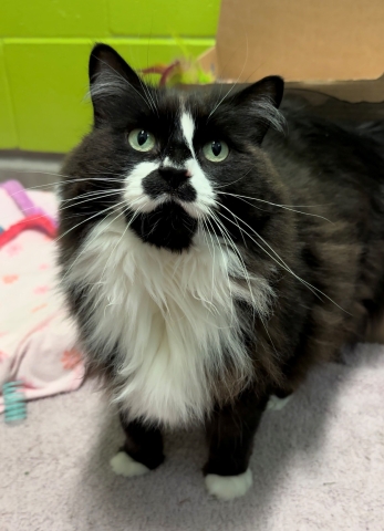 Zelda, Domestic Long Hair, Black and White, Spayed Female, 7.5 years old