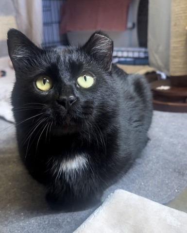 Winston, Domestic Short Hair, Black w/ White Chest, Neutered Male, Approx. 2-3 years old