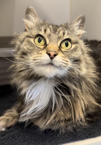 Salty, Domestic Long Hair, Brown Tabby, Spayed Female, Approx. 4 years