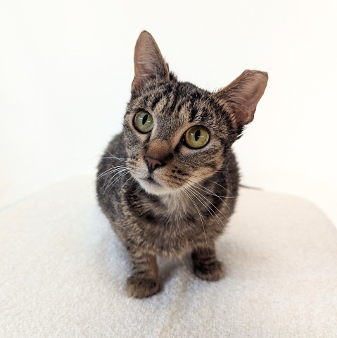 Abby, Domestic Short Hair, Brown Tabby, Spayed Female, Approx. 2.5 years old