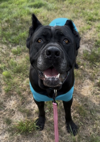 Lilith, Cane Corso, Black, Spayed Female, 5 years old