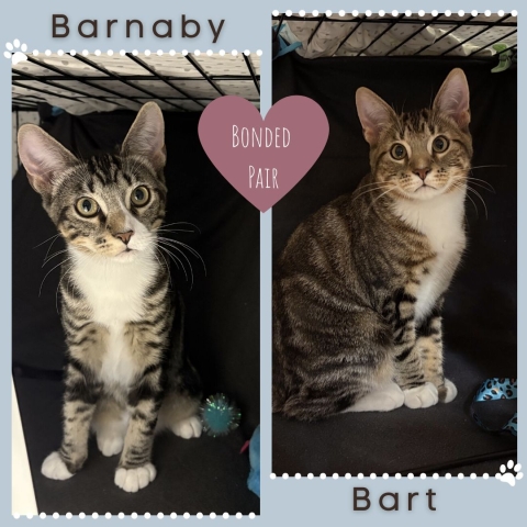 Barnaby and Bart, Domestic Short Hairs, Brown Tabby w/ White, Neutered Males, Approx. 6 months old