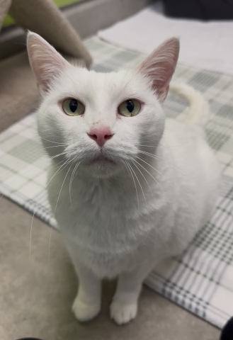 Carly, Domestic Short Hair, White, Spayed Female, 11 years old