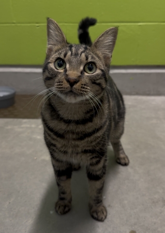 Chucky, Domestic Short Hair, Marbled Brown Tabby, Neutered Male, Approx. 2 years old