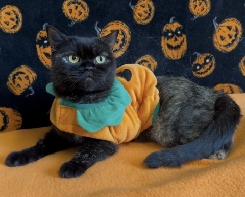 Elvira, British Shorthair Mix, Tortieshell, Spayed Female, Approx. 3 years old