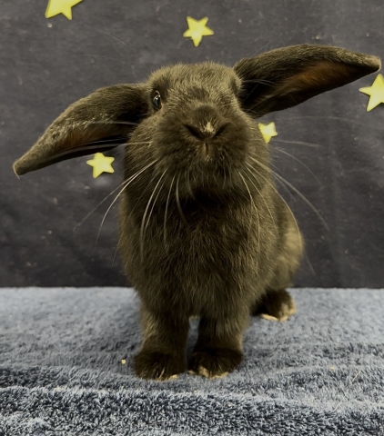 Luke Skyhopper, Lop Eared Rabbit Mix, Black, Neutered Male, Approx. 6 months old