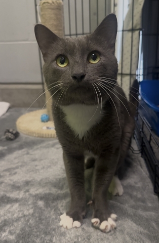 Spike, Domestic Short Hair, Grey and White, Neutered Male, Approx. 3 years old