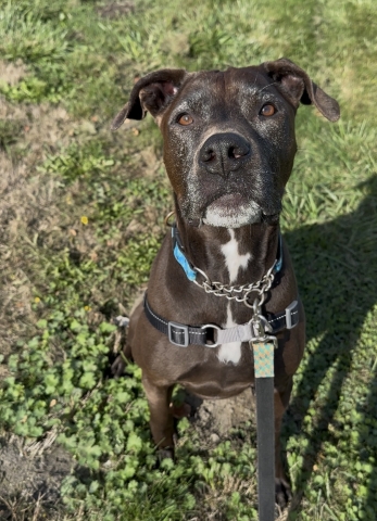 Bear, Pitbull Mix, Brown with White, Neutered Male, Approx. 8 years old