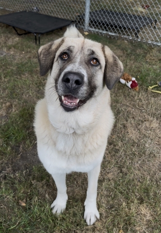 Cleo, Anatolian Shepherd, Cream and Brown, Spayed Female, Approx. 5 years old