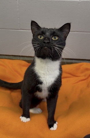 Jack Skellington, Domestic Short Hair, Tuxedo, Neutered Male, Approx. 2 years old