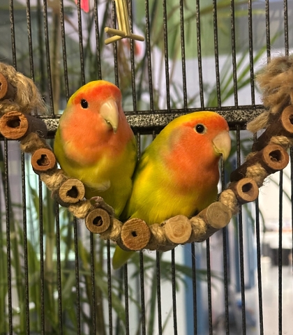 Starburst & Skittles, Lovebirds, Yellow/Green/ Red, Young, Unknown Sex, 