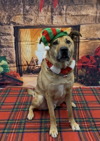 Bear, Shepherd Mix, Tan, Neutered Male, Approx. 3 years old